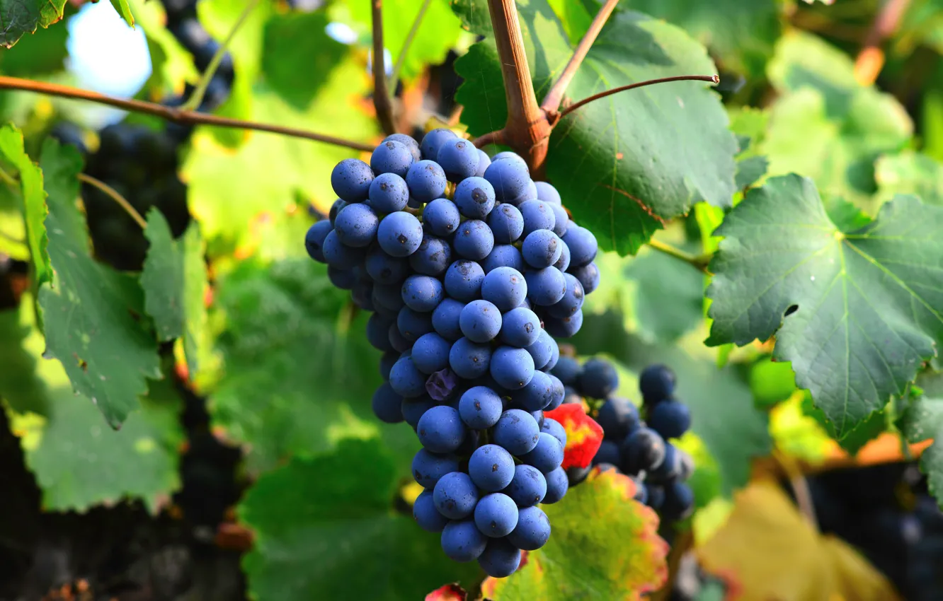 Фото обои листья, синий, природа, плоды, виноград, боке, гроздь винограда, виноградная лоза