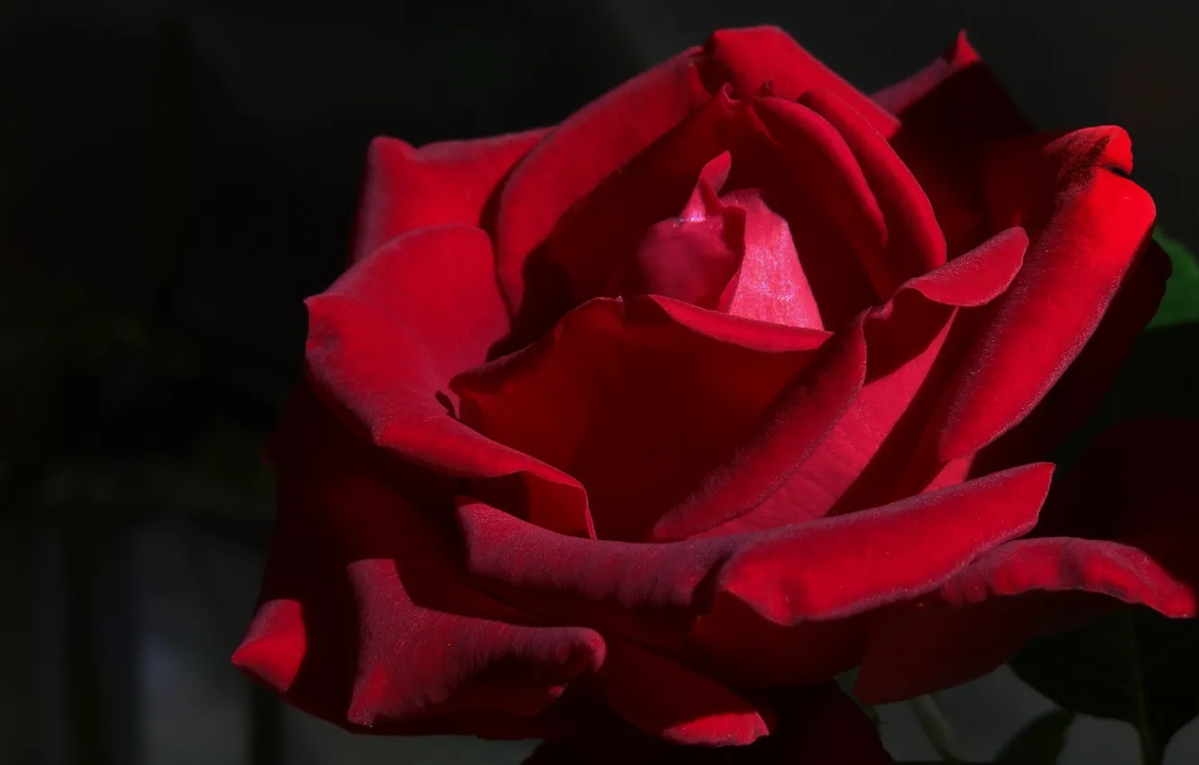 Фото обои роза, бархатная, Бордовая
