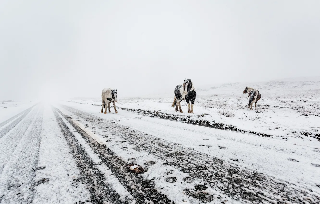 Фото обои зима, дорога, снег, следы, природа, полосы, конь, лошадь