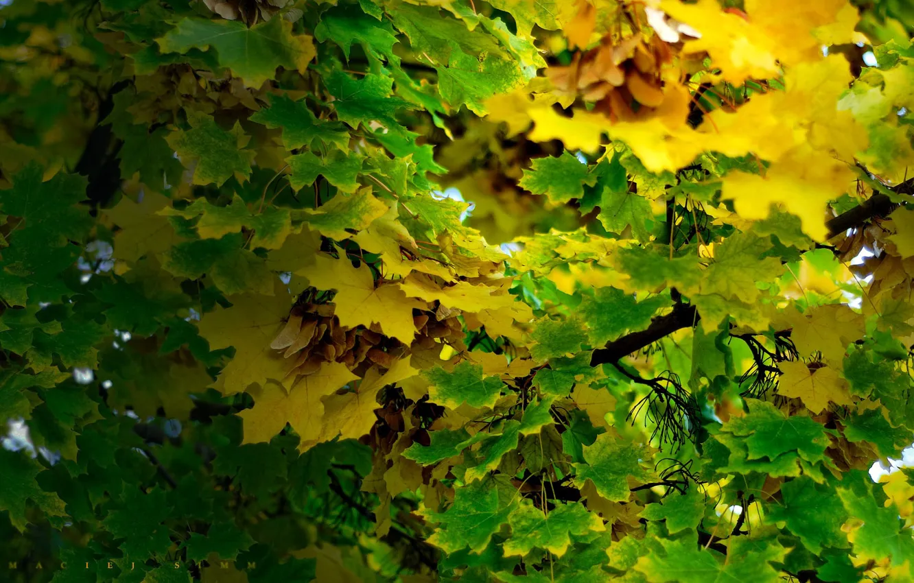 Фото обои Осень, Листья, Ветки