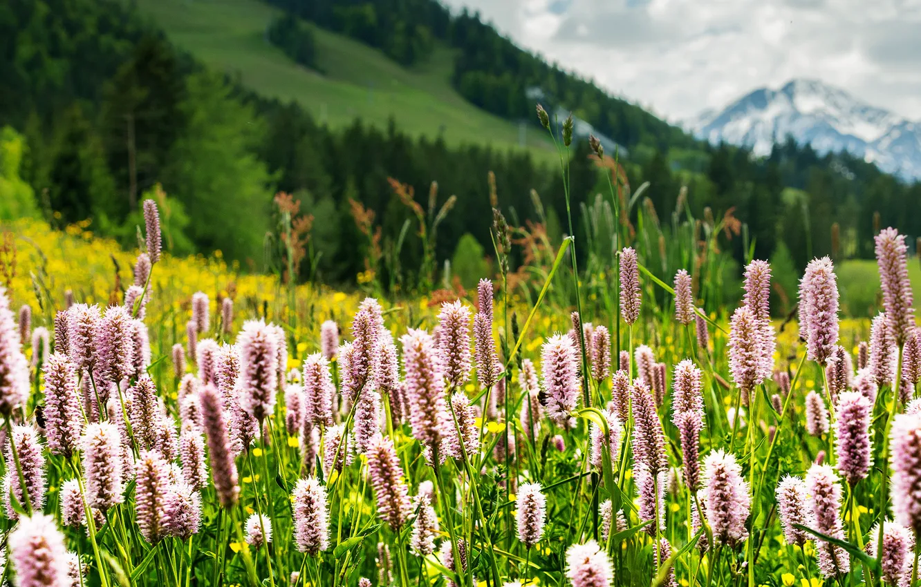 Фото обои зелень, трава, цветы, горы, природа, Альпы, луг, Тироль