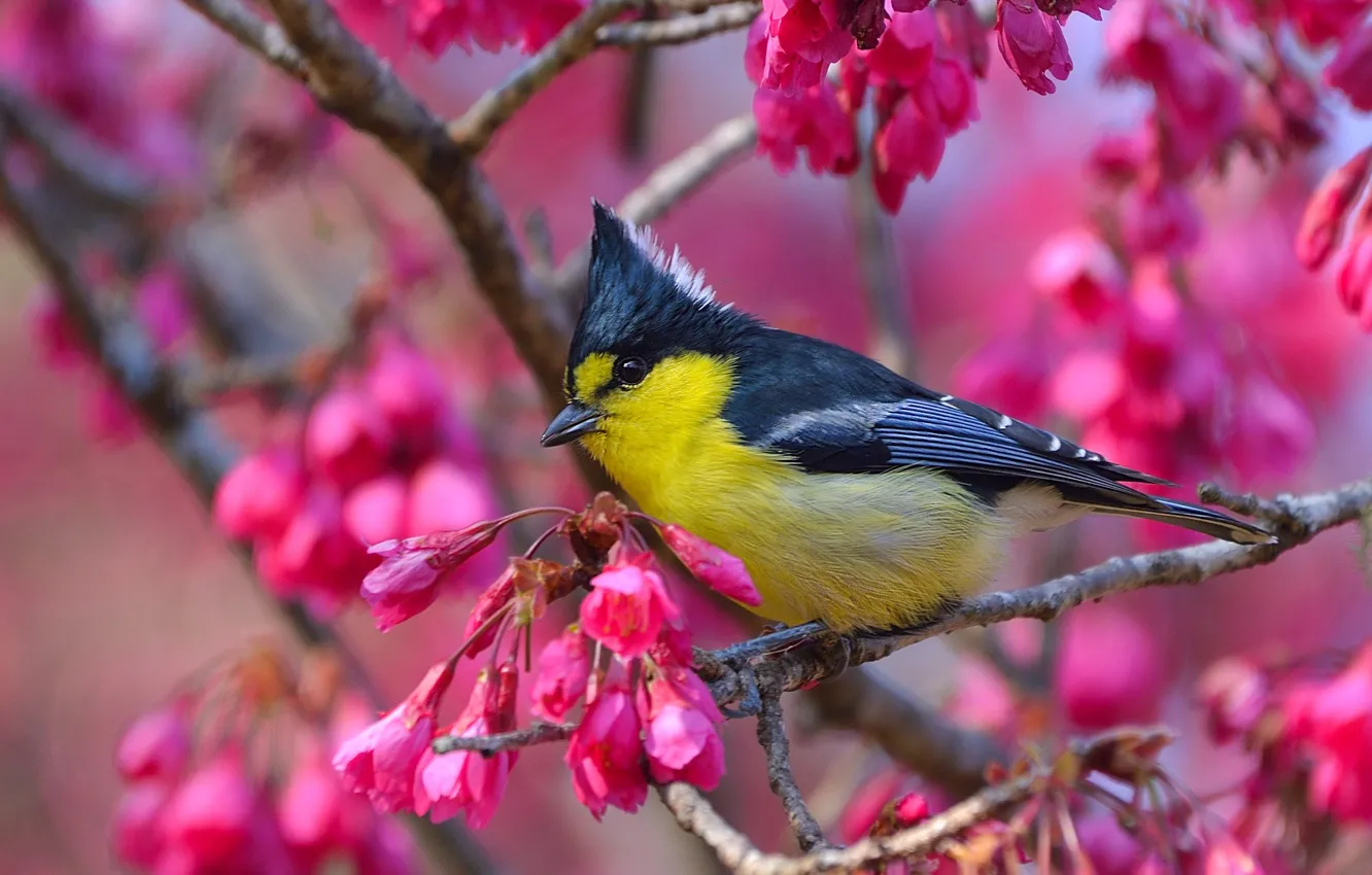Фото обои ветки, вишня, птица, цветение, цветки, Тайваньская жёлтая синица