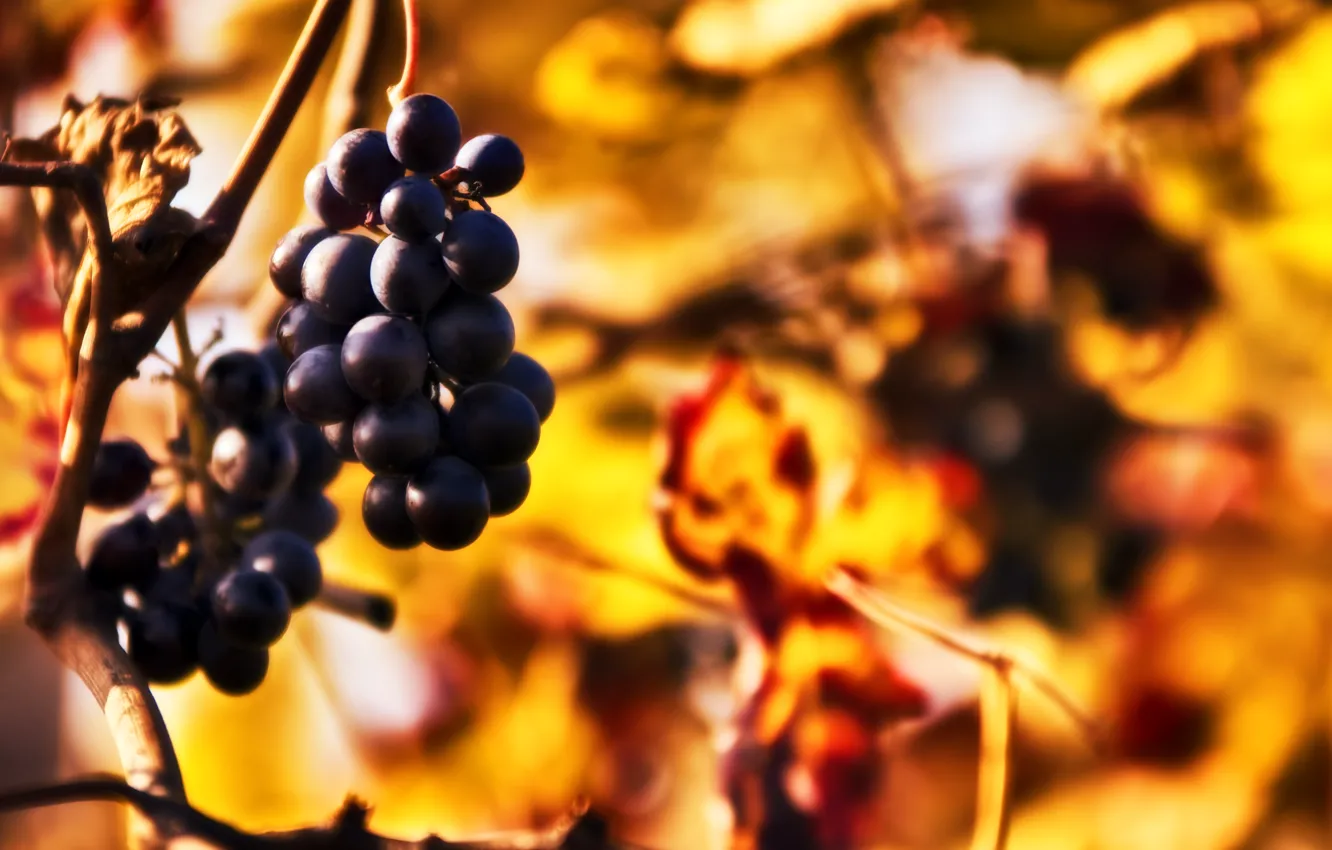 Фото обои осень, веточка, размытость, виноград, боке, грозди