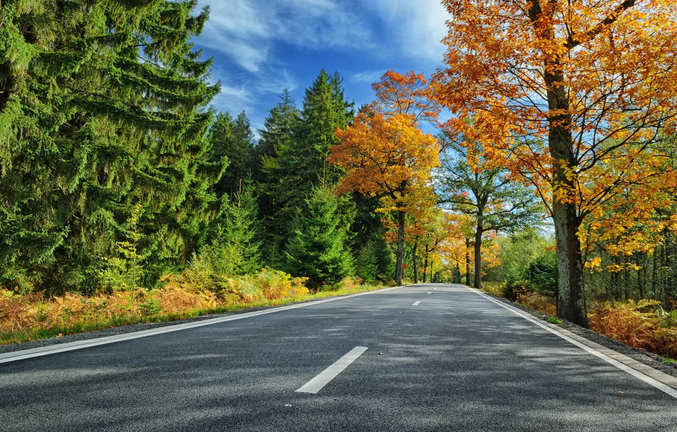 Фото обои road, trees, autumn