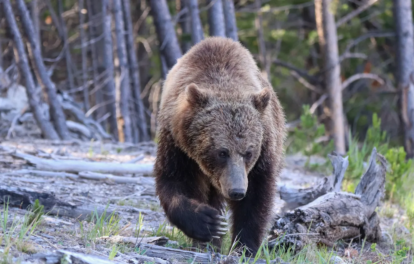 Фото обои bear, wild, paw, animal_