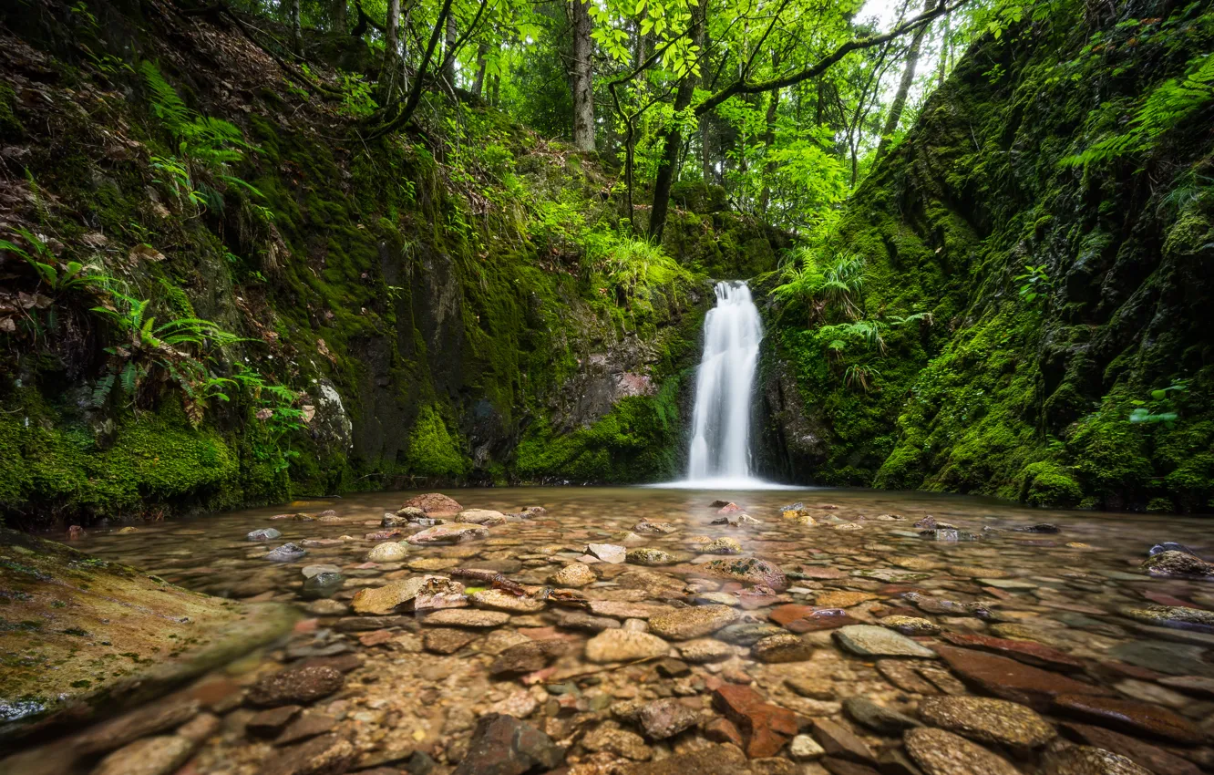 Фото обои лес, река, камни, водопад, Германия, Germany, Black Forest, Шварцвальд