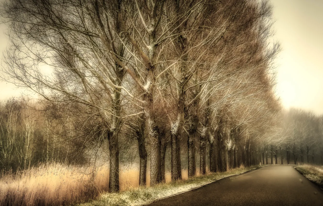 Фото обои дорога, деревья, природа