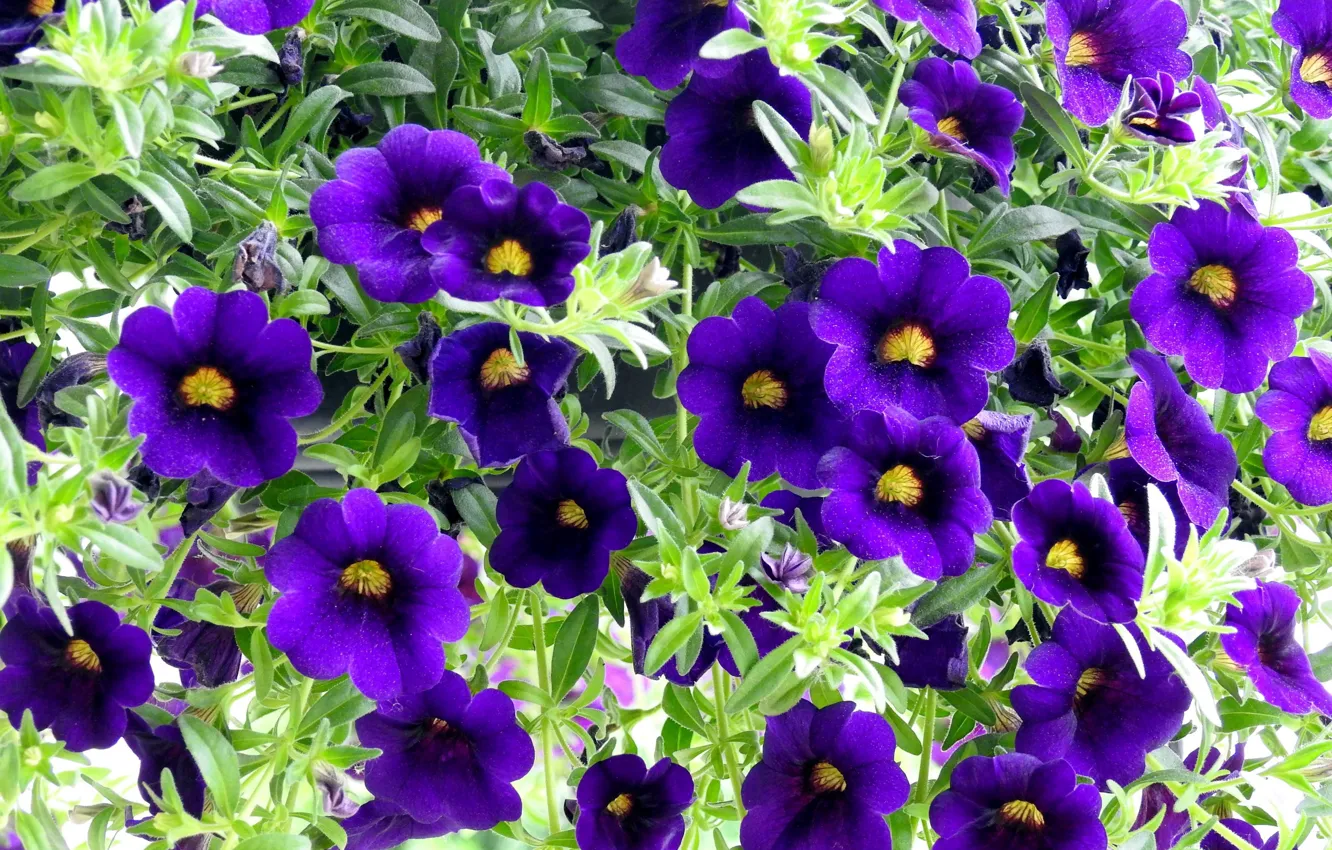 Фото обои лето, цветы, петунии, фиолетовые петунии