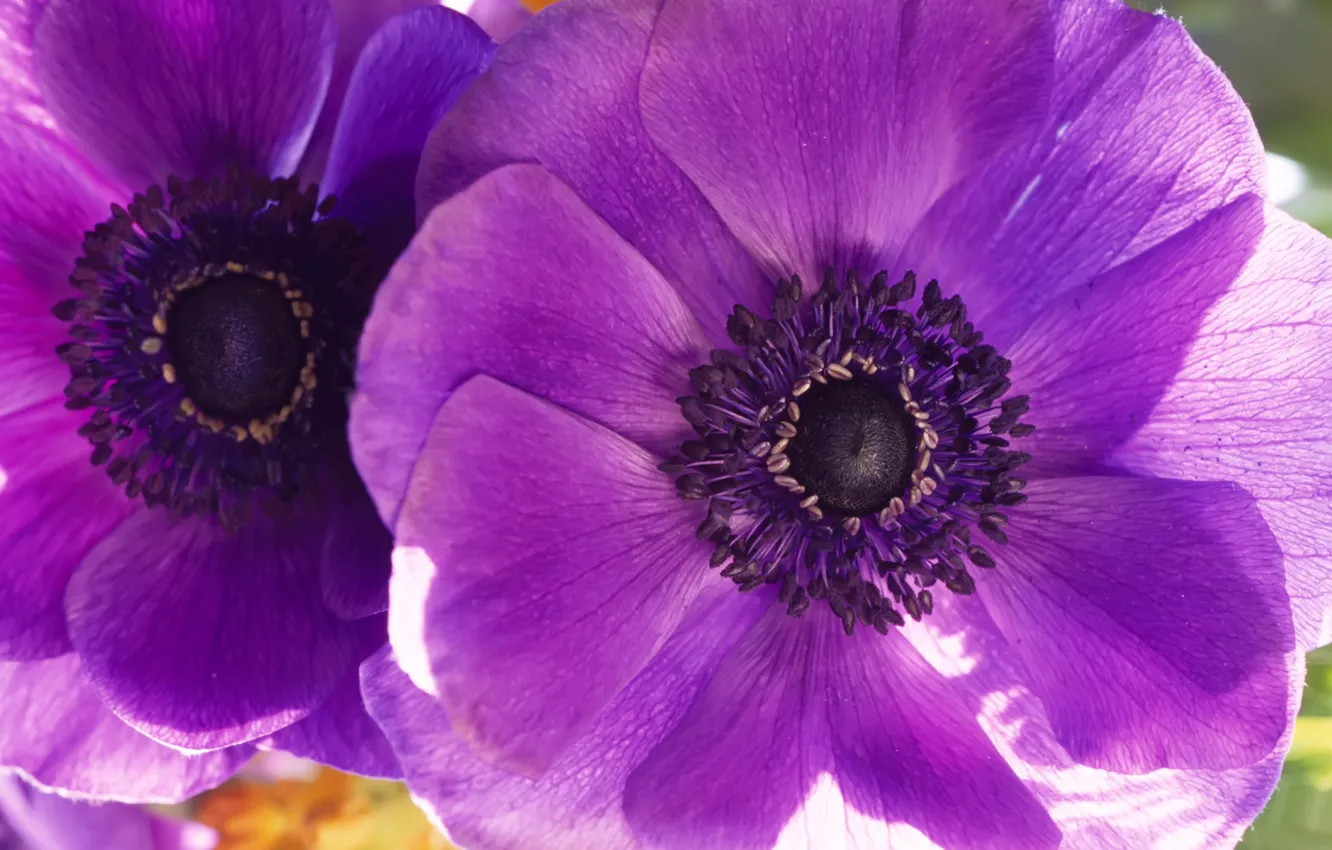 Фото обои цветок, фиолетовый, макро, цветы, маки, лепестки, два
