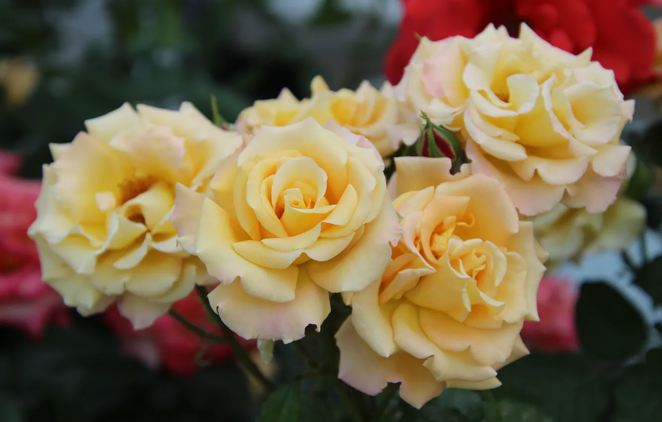 Фото обои розы, желтые, боке