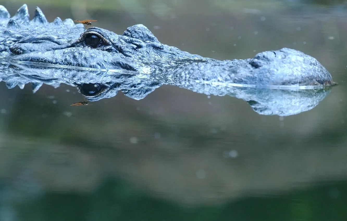 Фото обои крокодил, водоём, наблюдение, погружение