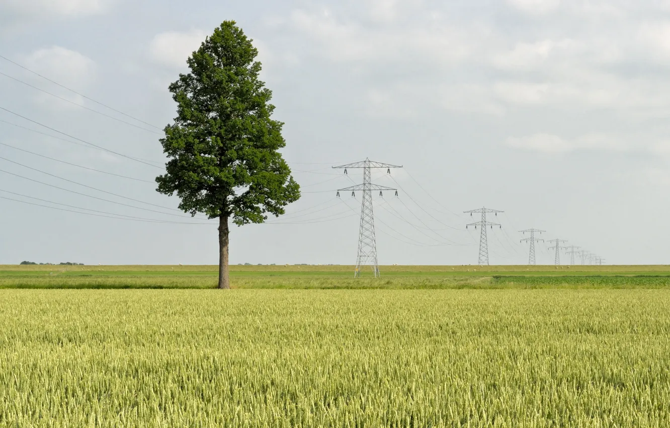 Фото обои поле, дерево, столбы