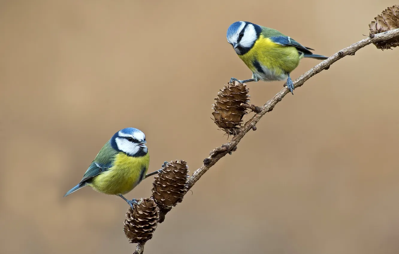 Фото обои птица, ветка, пара, шишки, синица