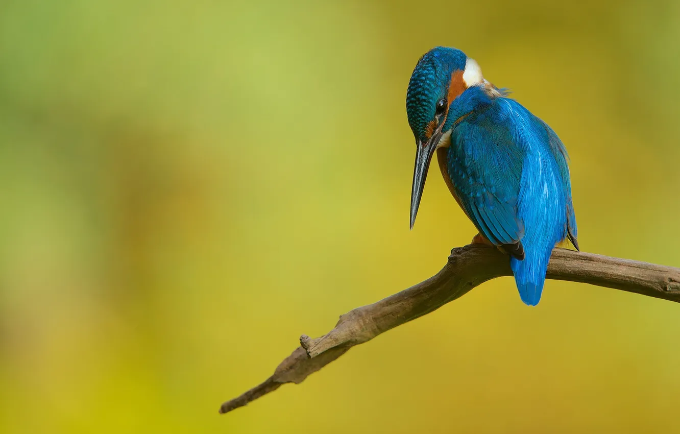 Фото обои птица, ветка, зимородок, kingfisher