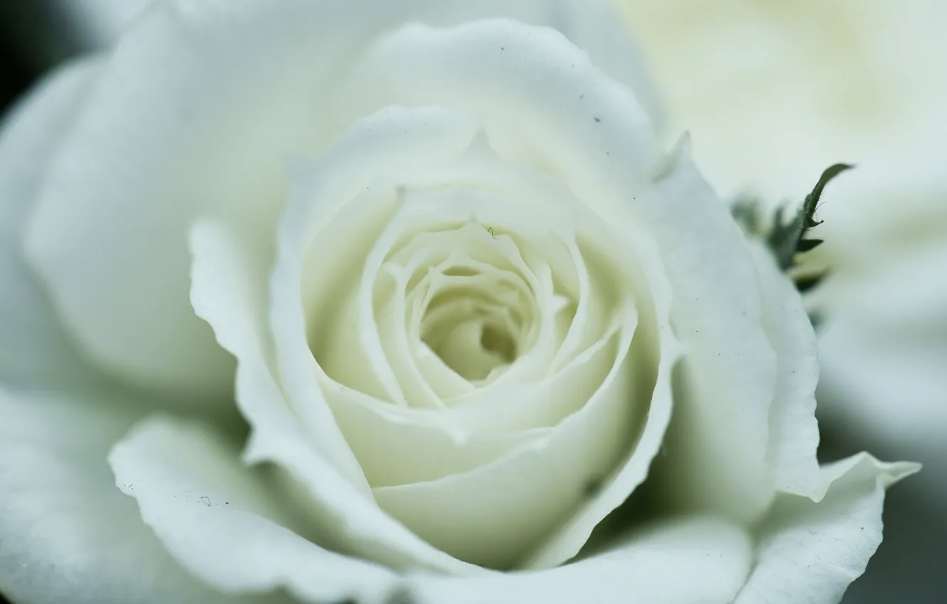 Фото обои белый, макро, роза