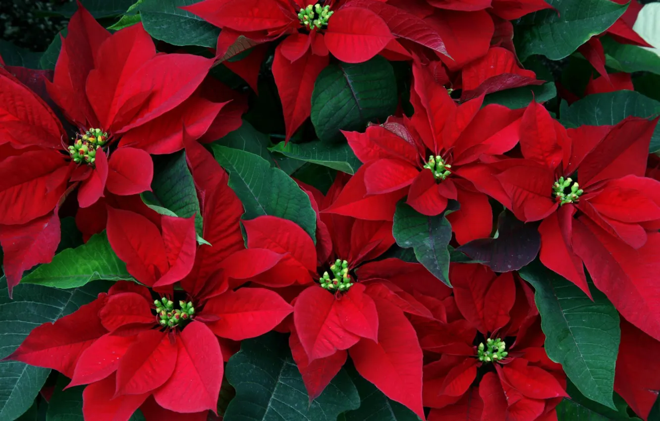 Фото обои листья, цветы, красные, пуансетия, рождественская звезда