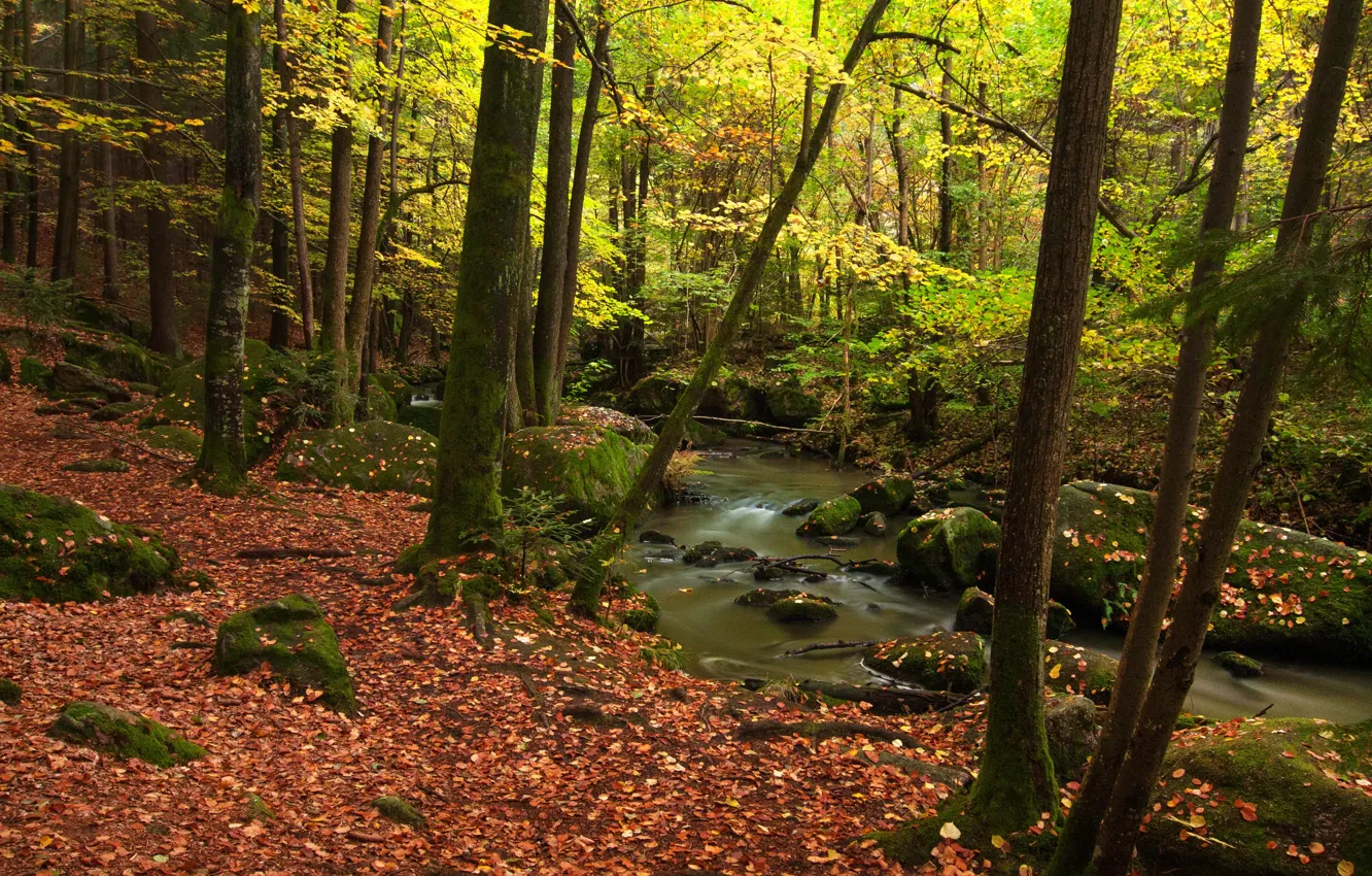 Фото обои осень, лес, листья, деревья, природа, ручей, фото, Германия