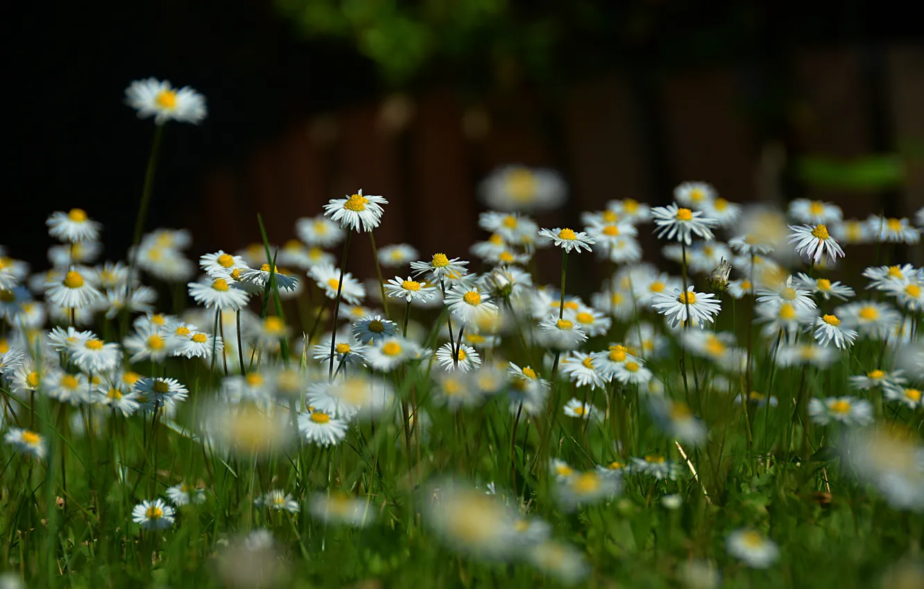 Фото обои Природа, Ромашки, Nature, Flowers