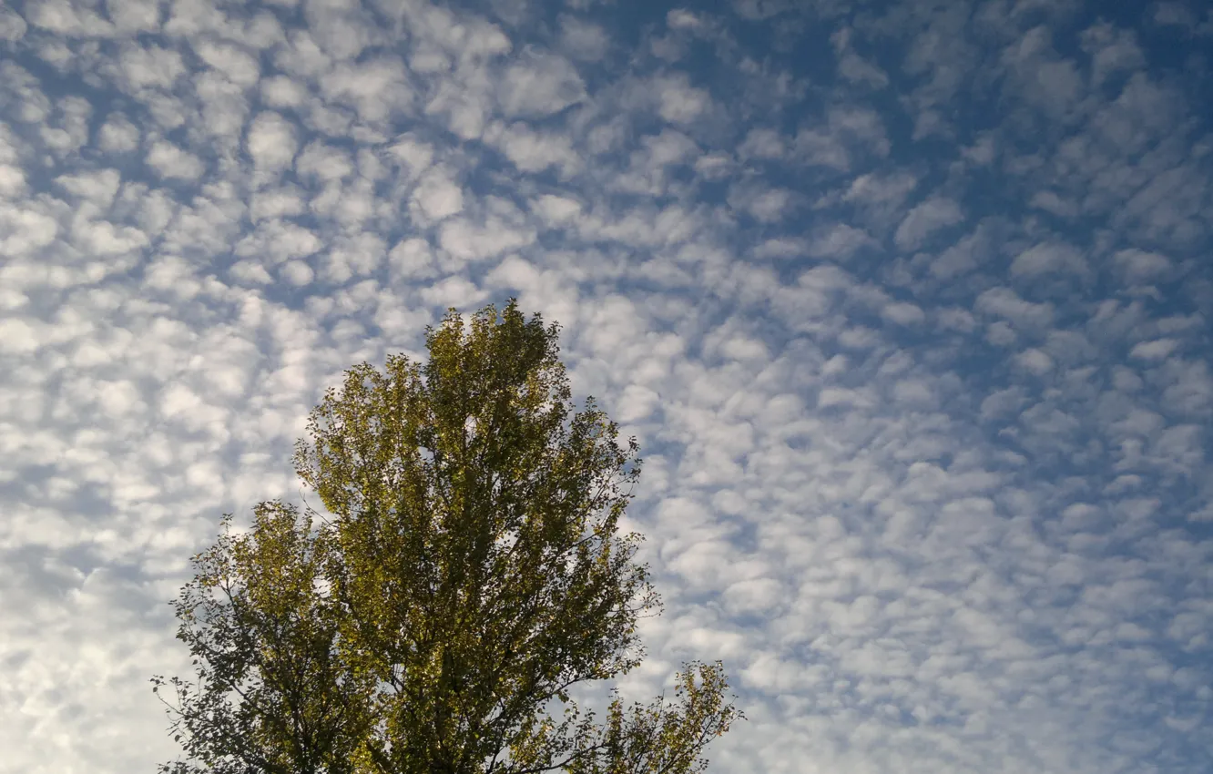 Фото обои небо, облака, дерево