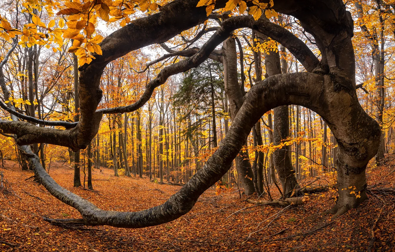 Фото обои осень, листья, деревья, природа