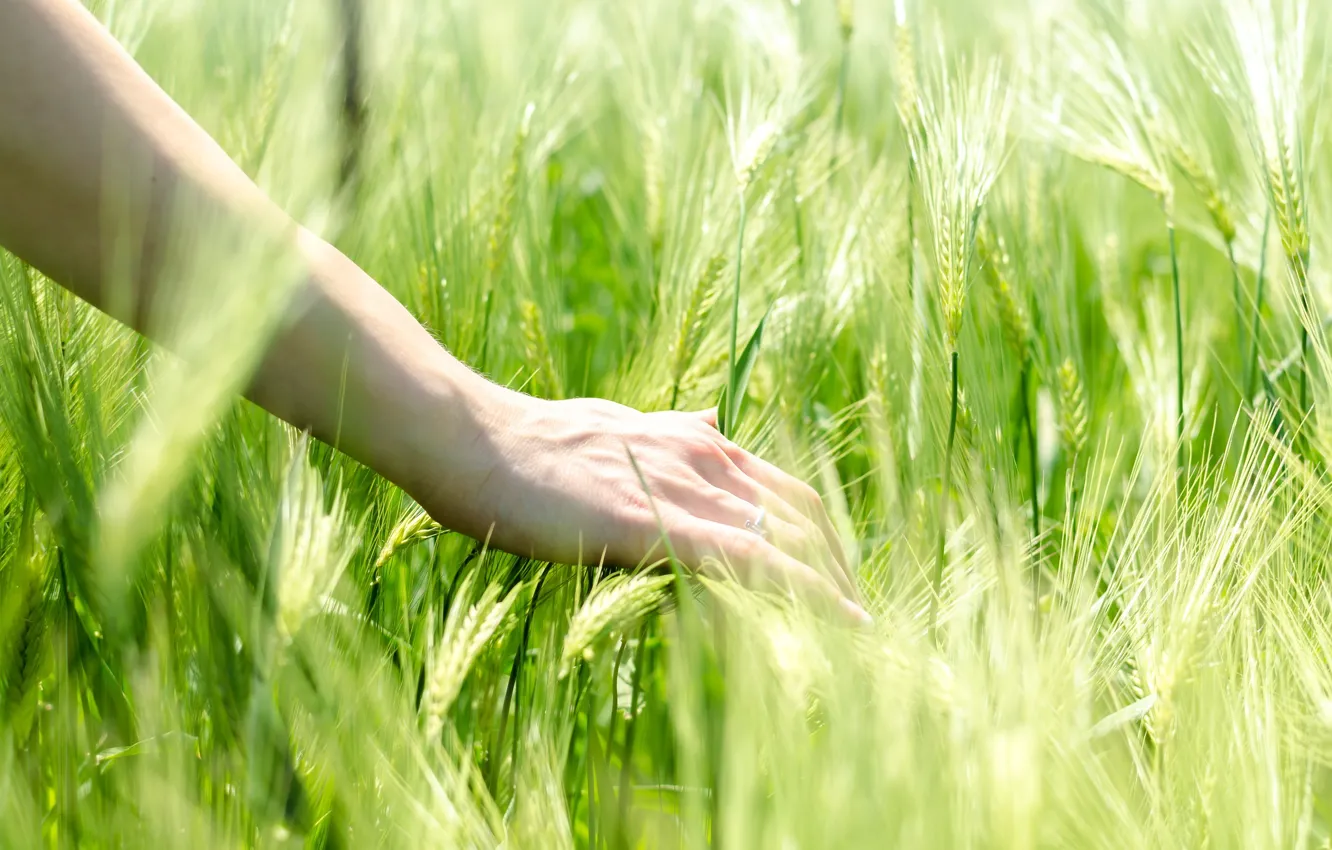 Фото обои пшеница, настроение, рожь, рука, кольцо, колосья