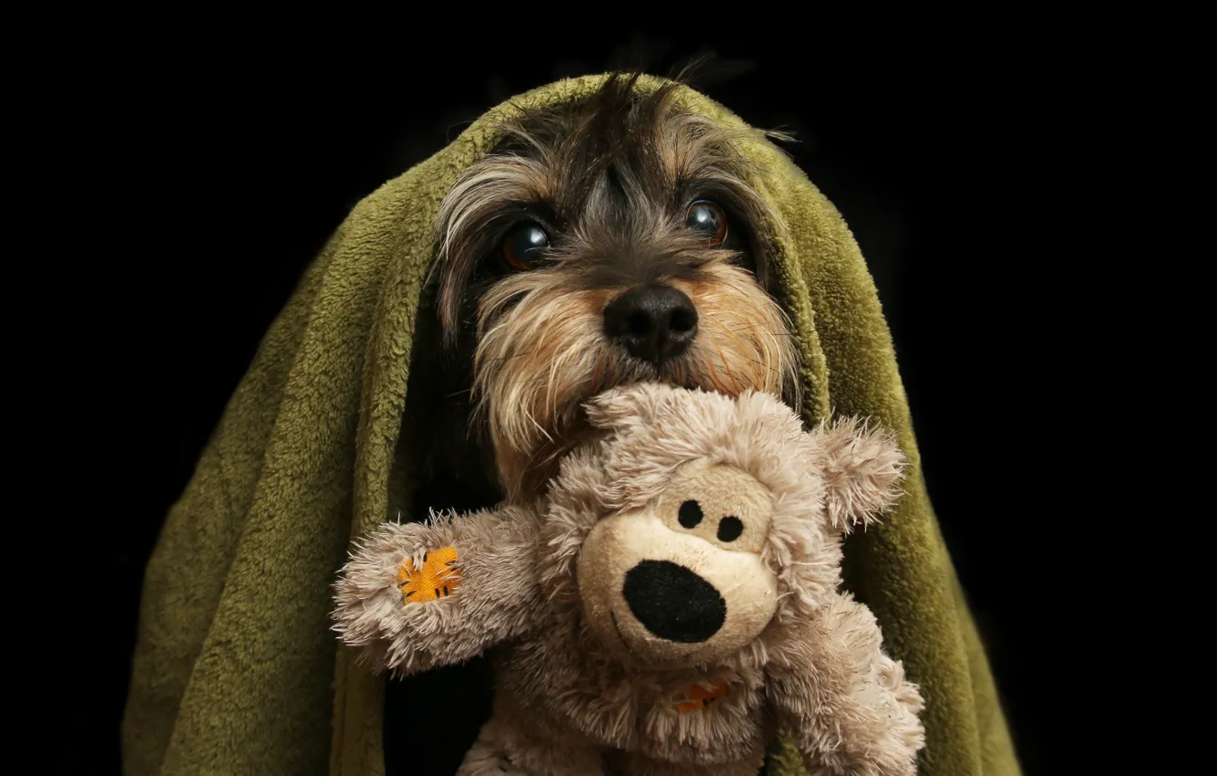 Фото обои Собака, Взгляд, Игрушка, Черный фон, Dog, Terrier, Терьер, Покрывало