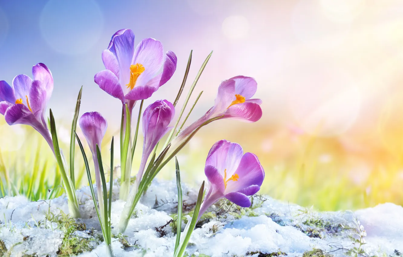 Фото обои снег, цветы, весна, крокусы, flowers, snow, spring, crocus
