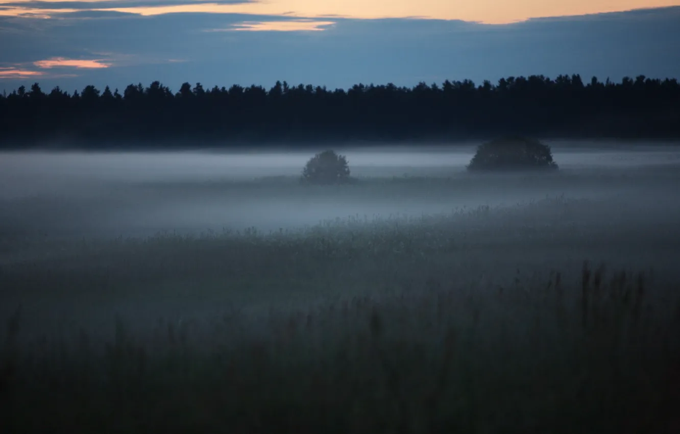 Фото обои лес, поляна, Туман, 158