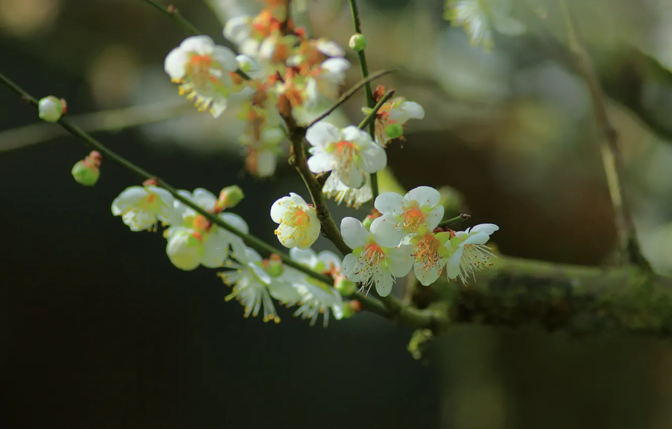 Фото обои цветы, дерево, весна, цветущее дерево, веточки