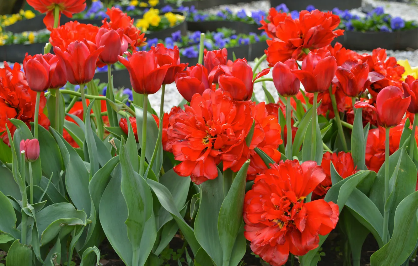 Фото обои природа, город, парк, москва, весна, май, тюльпаны, клумба