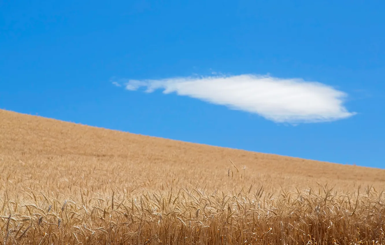Фото обои поле, небо, облака, природа, урожай