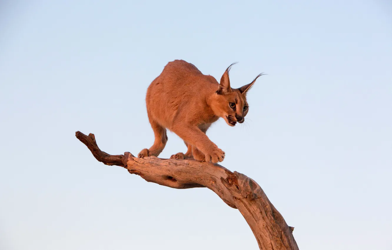 Фото обои фон, хищник, бревно, каракал, степная рысь, Caracal