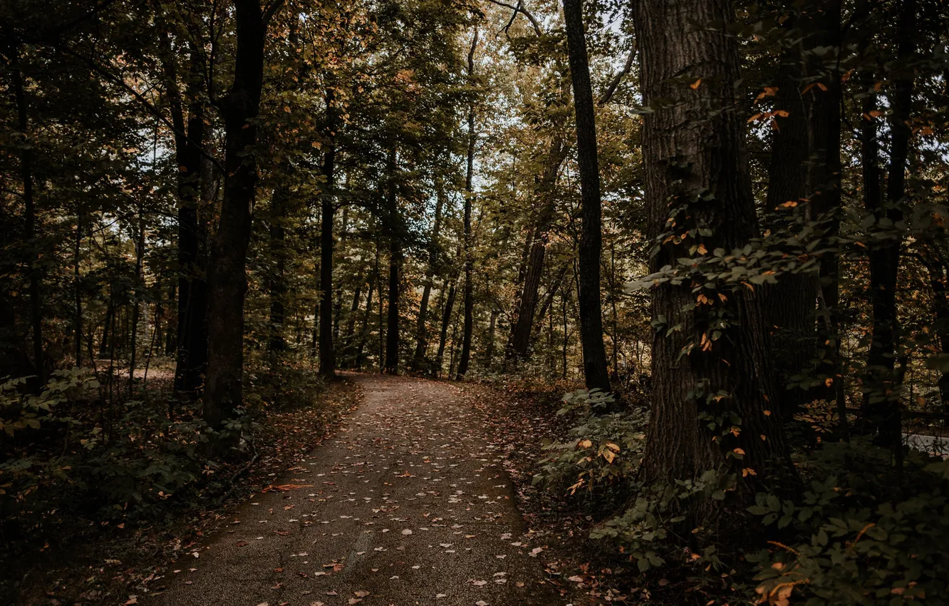 Фото обои forest, trees, nature, autumn, path