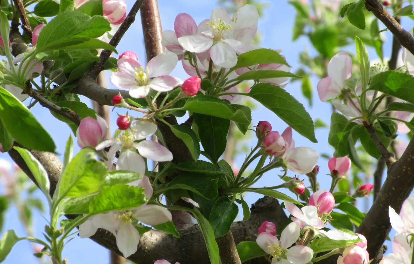 Фото обои цветы, яблоня, весна 2018, Mamala ©