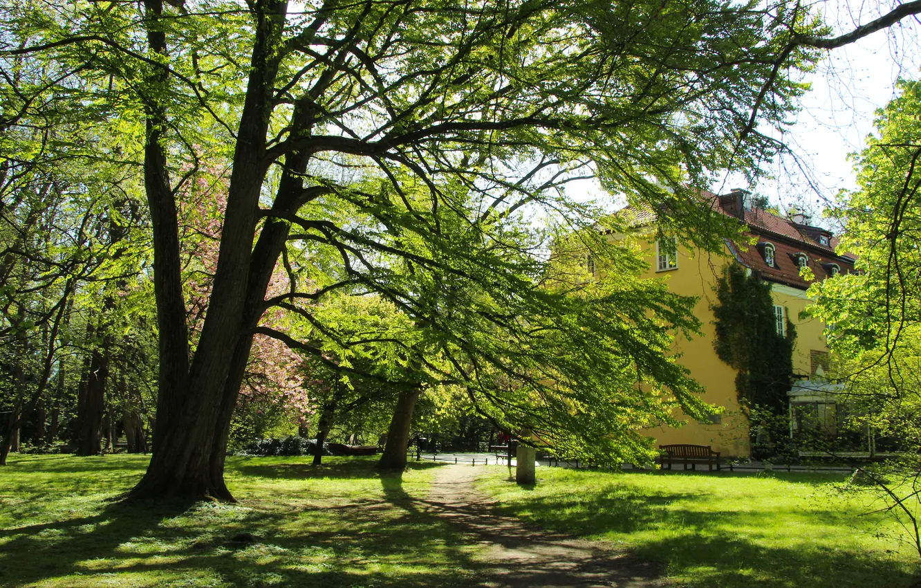 Фото обои trees, park, spring, alley