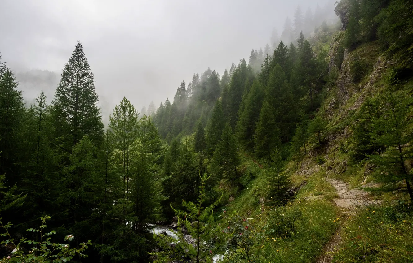 Фото обои лес, небо, вода, деревья, природа, туман, ручей, тропинка