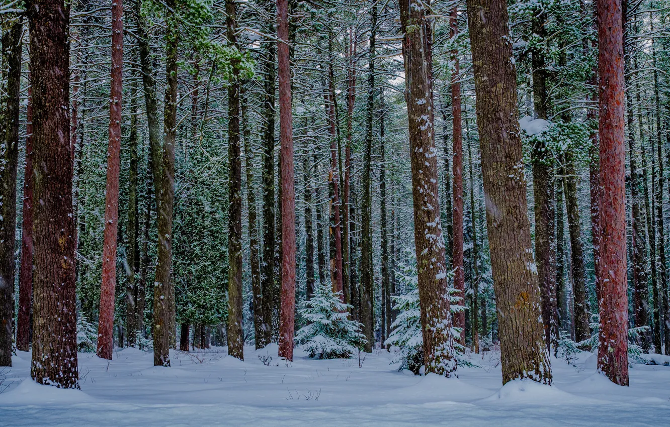 Фото обои лес, снег, Природа