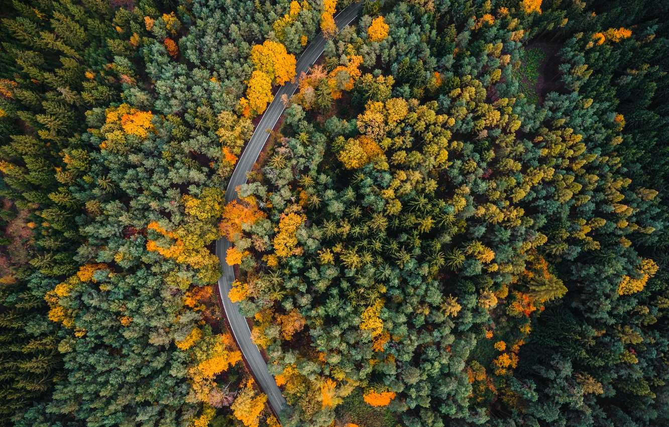 Фото обои forest, trees, route, curve