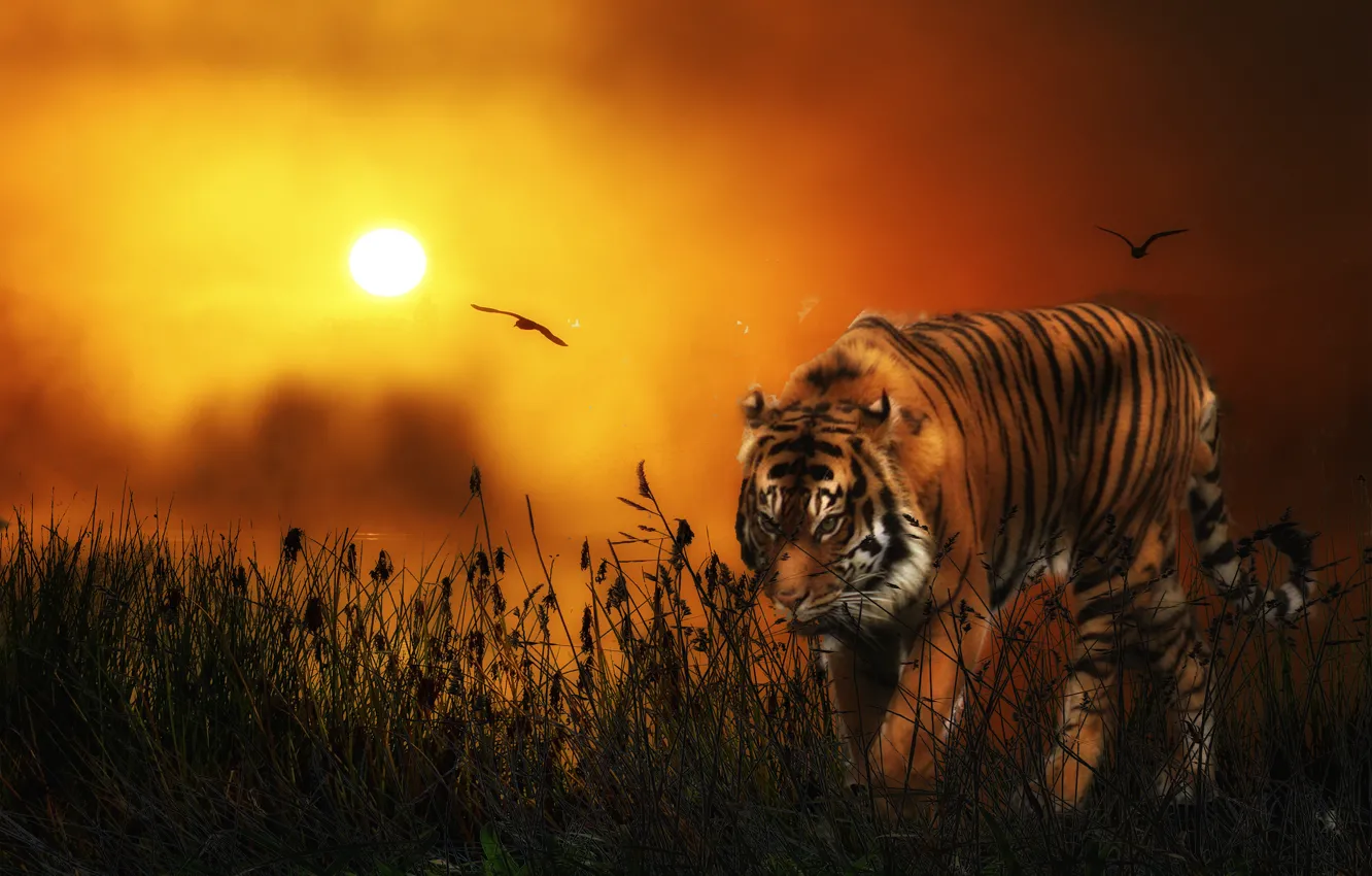 Фото обои солнце, птицы, тигр, хищник