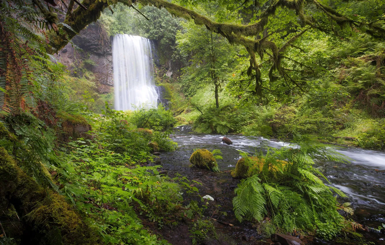 Фото обои лес, река, растительность, водопад, Орегон, Oregon, Columbia River Gorge, Ущелье реки Колумбия