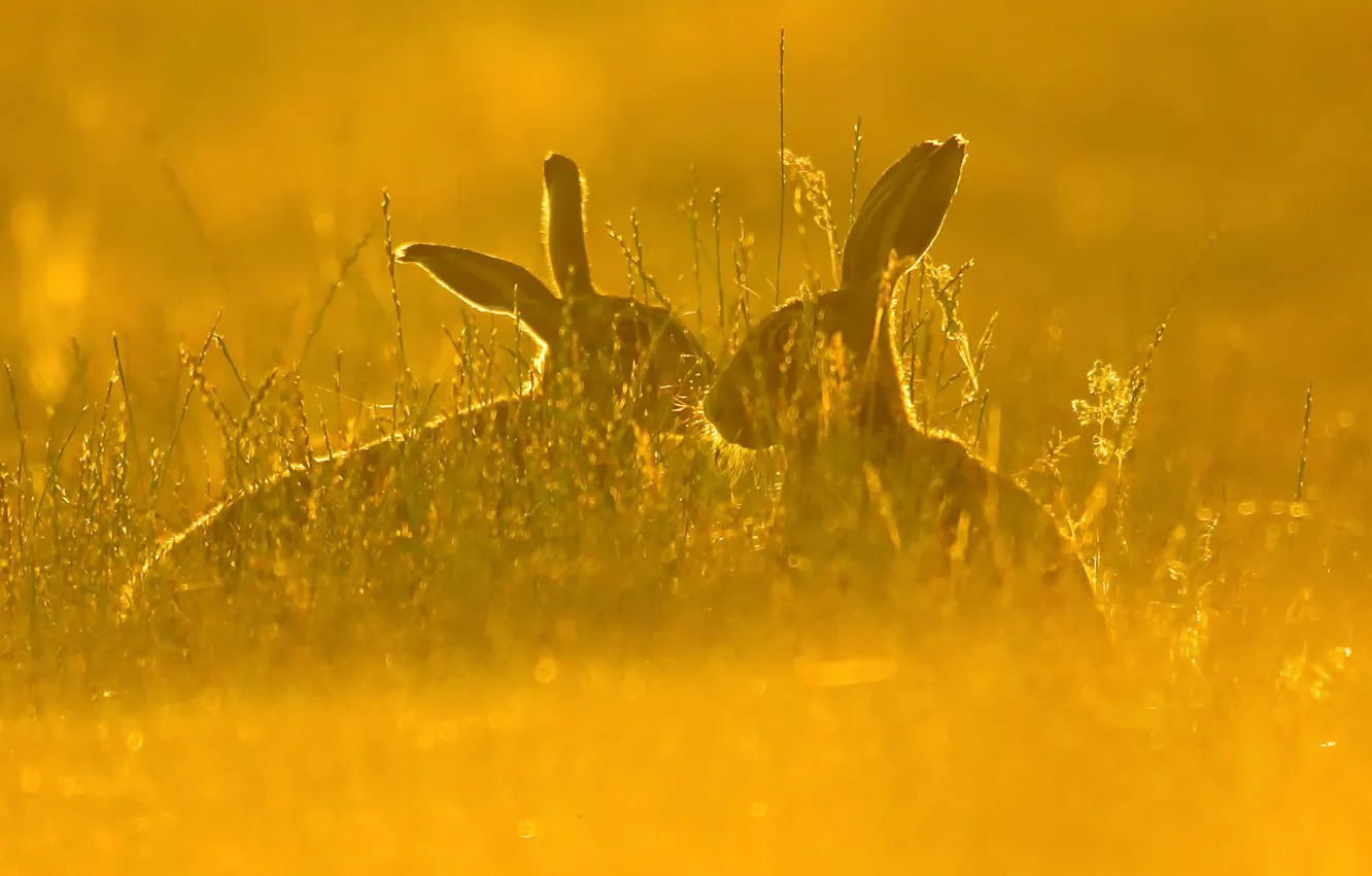 Фото обои поле, трава, природа, заяц, пара, русак