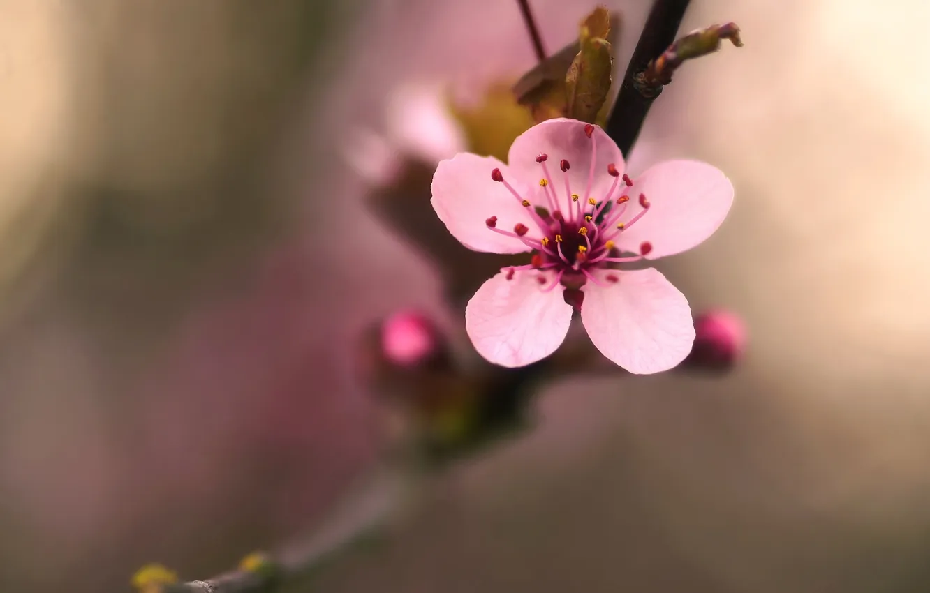 Фото обои цветок, макро, вишня, дерево, розовый, растение, ветка, весна
