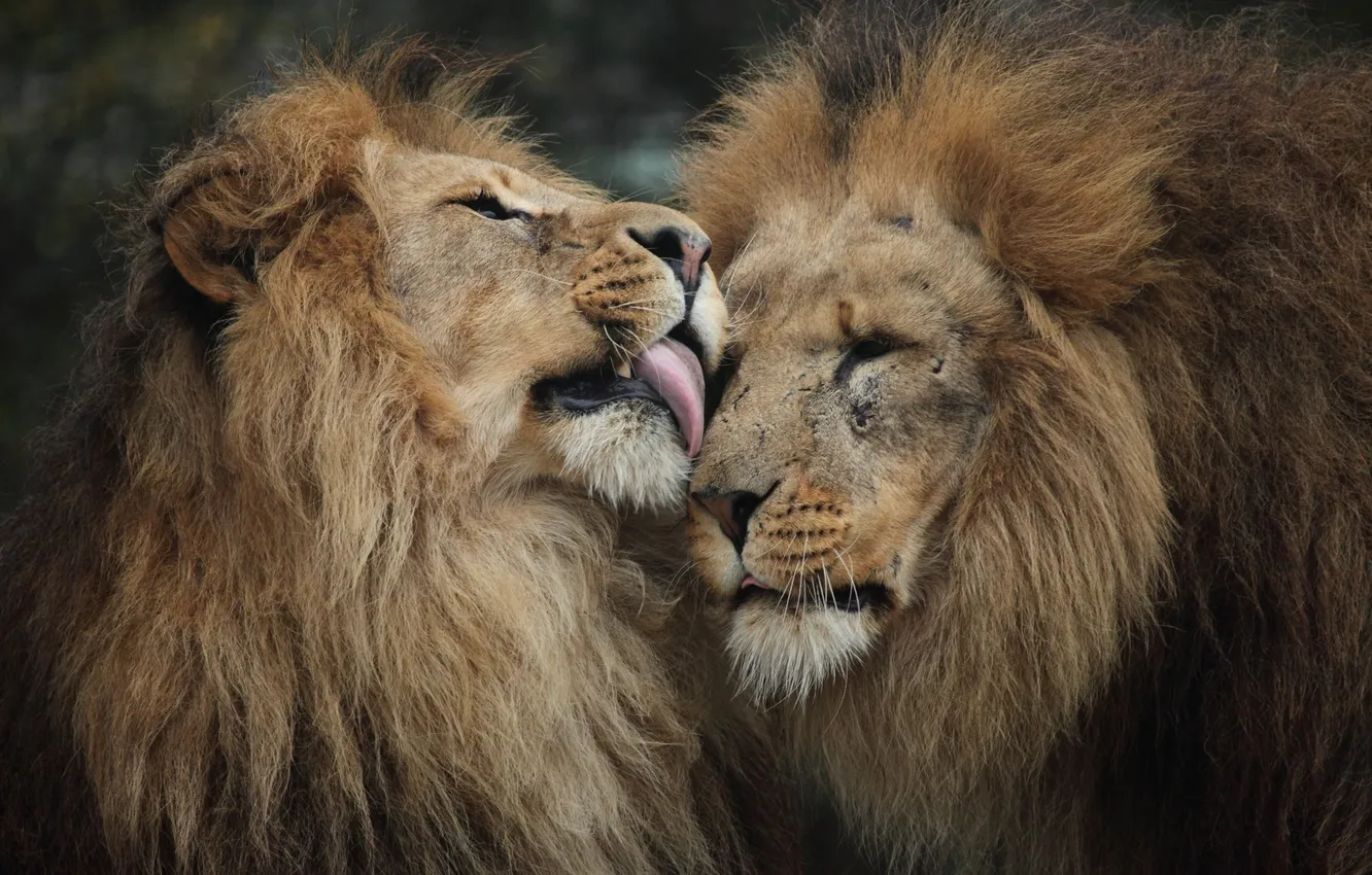 Фото обои хищники, лев, дружба, царь зверей, львы, братья