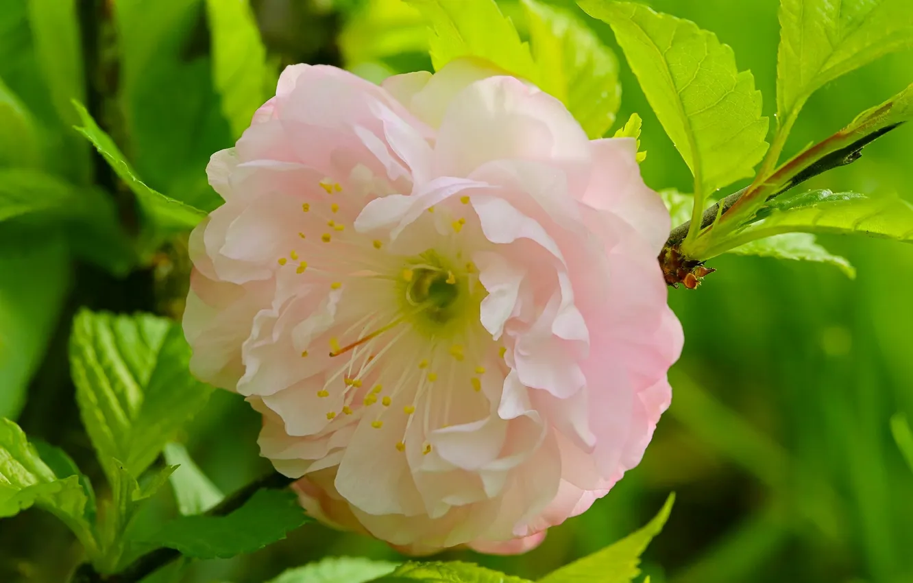 Фото обои листья, макро, ветки, цветение, слива