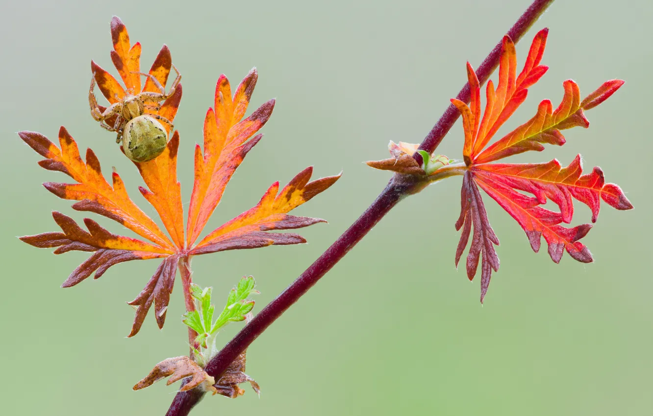 Фото обои spider, leaves, branch