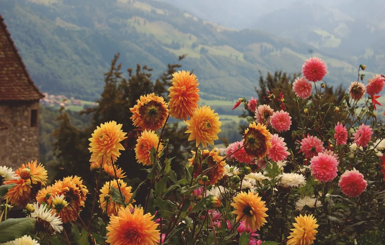 Фото обои лето, цветы, горы, оранжевый, желтый, розовый