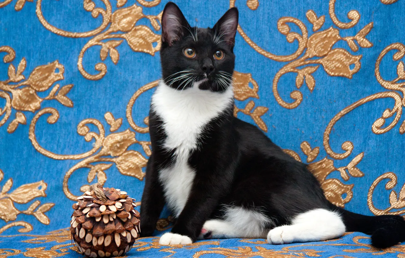 Фото обои кошка, кот, поза, котенок, черно-белый, игрушка, сидит, синий фон