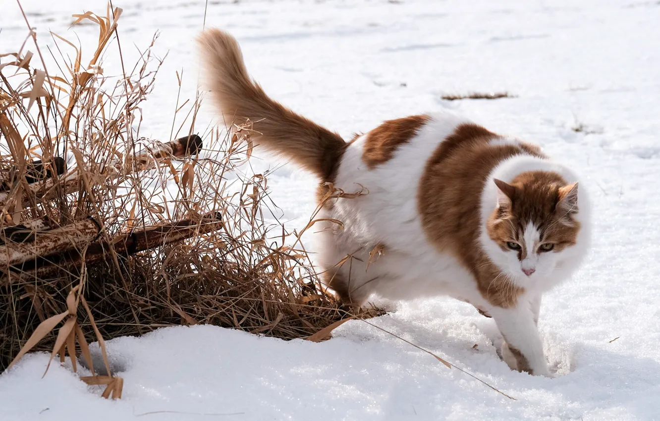 Фото обои зима, поле, кошка, кот, снег, природа, трубы, поза