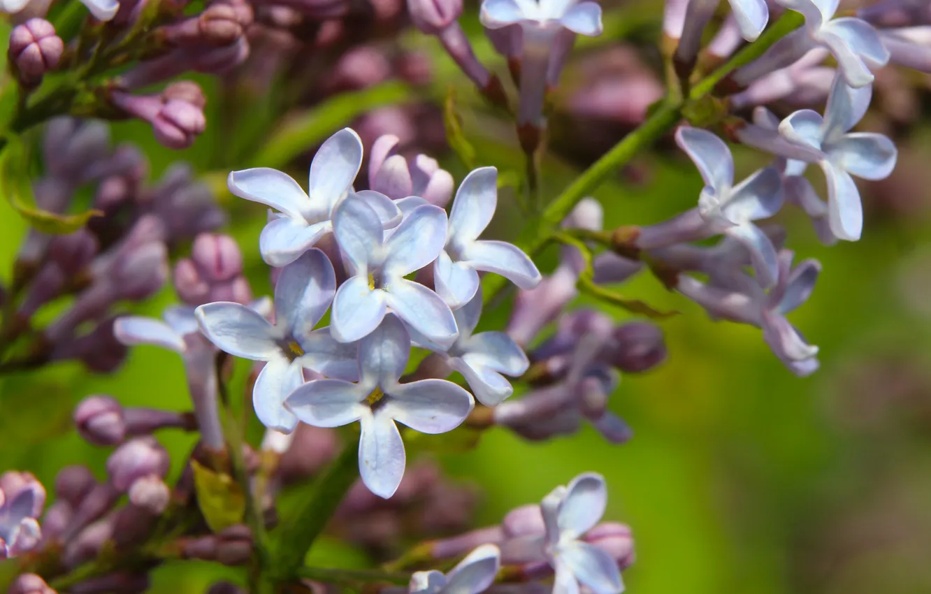 Фото обои flower, lilac, blooming