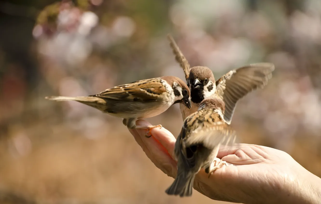 Фото обои птицы, природа, рука